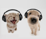 The cats and dog squad