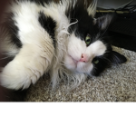 €kitty\\