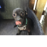 Razor the funny dog