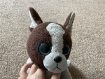 My teddy dog