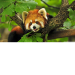 animal squad.mosty red pandas.