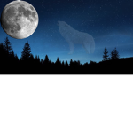 Wolf and animals studio