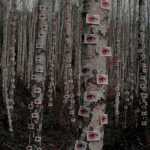 Weird Aesthetics Forest