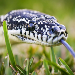 ~Snake squad~