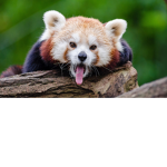 Red panda groep