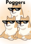 Doge Trio studios