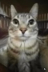 kitty games :3