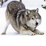 Save the Grey Wolves!