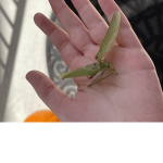 lettuce bug