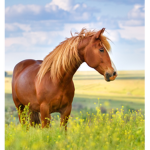 The sprit of the wind