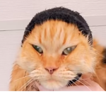 kitty euphoria <3