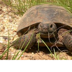 lThe Turtle Gangl