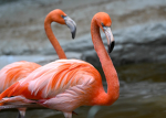 Flamingos lovers group