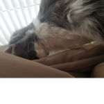 Kittys fun place