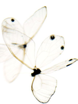 crushed flies