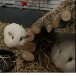 Pip and Casper