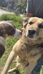 The Doge Squaad