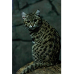 kokot group