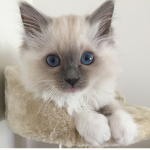 Ragdoll Cats United