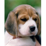 The Beagle Family