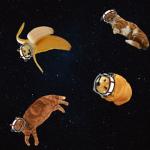 animalspacee