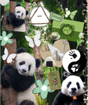Panda celebrations