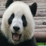 Panda Bronz