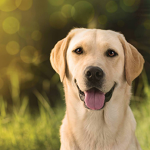 The dog people that like dogs