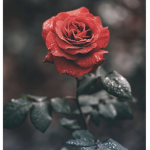 >~flowers~<