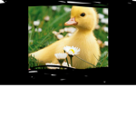 I LOVE DUCKS AND YOU SHALL TO