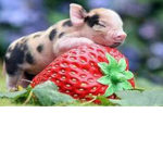 Pigs are my life!