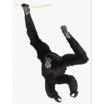 monke got da drip