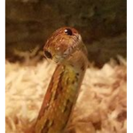 The Coast's Order's Snake House