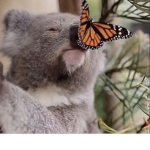 Koala Sqaud <3