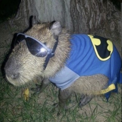 capybara