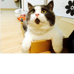 ZE OMG CAT