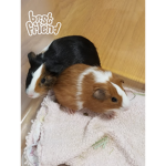 Guinea pig :>