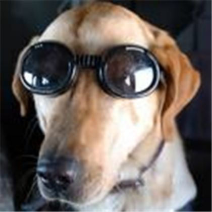 Gangster dog Roblox decal