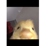 Duckgangforcousins
