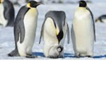 Team Penguin/Noot