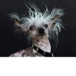 Ugly Dog Studios