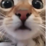 azzu