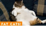 Catss for liffe