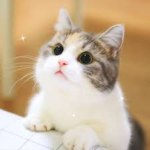 Cats are Superior!