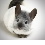 Wild chinchilla