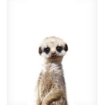 ~ The Meerkat Gang ~
