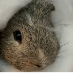 Guinea Pig obsession