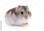 HAMSTERS GNG
