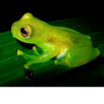 Frogs. United.