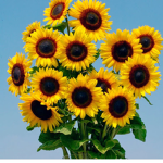 SunflowerGang